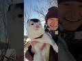 #Mink running in Snow 😍 ☃️🧣#Cute animals with Owner #Unique pets #Shorts