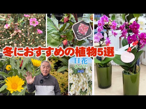 クリスマスサボテンに気根？シュルンベルジェラを適切に維持するために避けるべき間違い  庭園