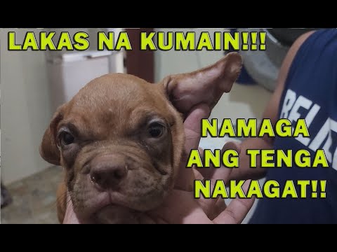 HOW I FEED MY AMERICAN BULLY PUPPIES LUMAKAS NA KUMAIN | DON RAIDER VLOG 312