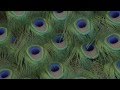 DIANA- Perpetual Surrender, Four Tet Remix ...