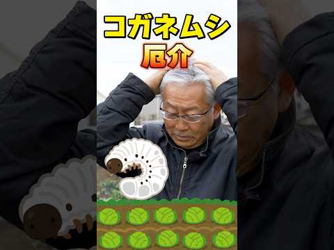 家庭菜園でコガネムシの幼虫を駆除するにはどうすればよいですか?識別および制御ソリューション  庭園