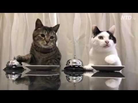 Cat food eating comedy