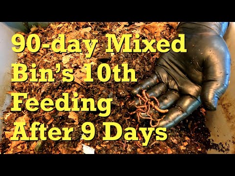 90-day bin of mixed worms gets 10th feeding after 9 days - vermicompost