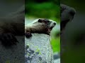 Kuddus Kuddus Kuddus Viral Shorts Shortvideo Trending Kuddus