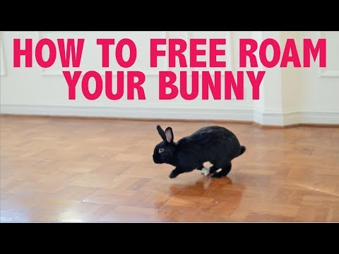 YouTube video about: How to free roam a rabbit?
