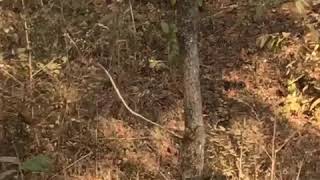 preview picture of video '‘Baras’ tigress sighting in Pench...27-01-2018'