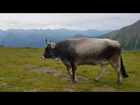 Alpenkühe auf der Alm 2.0 - Serfaus Fiss Ladis #4Romeo Tiroler Grauvieh