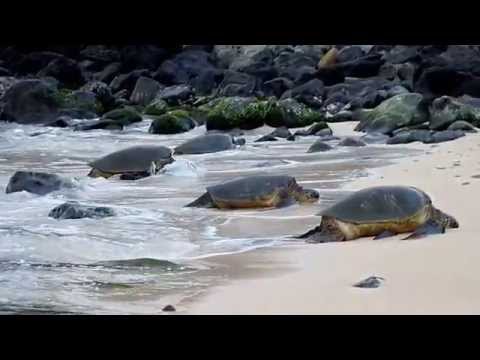 Honu Turtles at Ho'okipa Beach