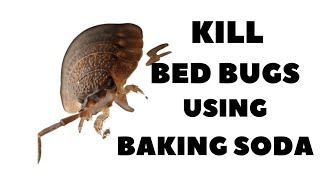 8 Ways To Kill Bed Bugs USING BAKING SODA #bakingsoda  #bedbugskillers #vinegar  #bedbugs