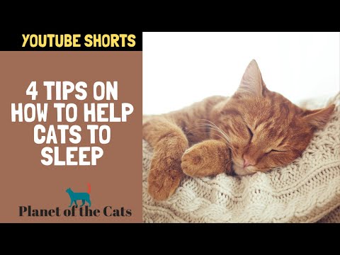 HOW TO HELP A KITTEN SLEEP AT NIGHT | 4 Tips On How To Help Cats To Sleep