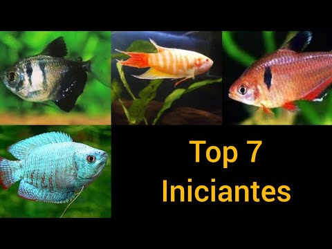 Peixes Para Iniciantes Top 7