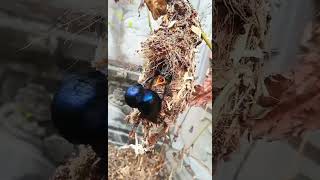 Download lagu Dikira sampah eh ternyata malah sarang burung madu 🐦 mp3