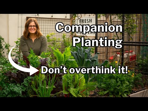 COMPANION PLANTING: 3 Tips to Make it Easy