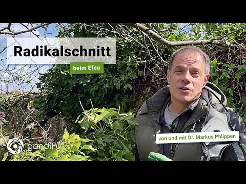 Radical pruning of ivy | gardify tips