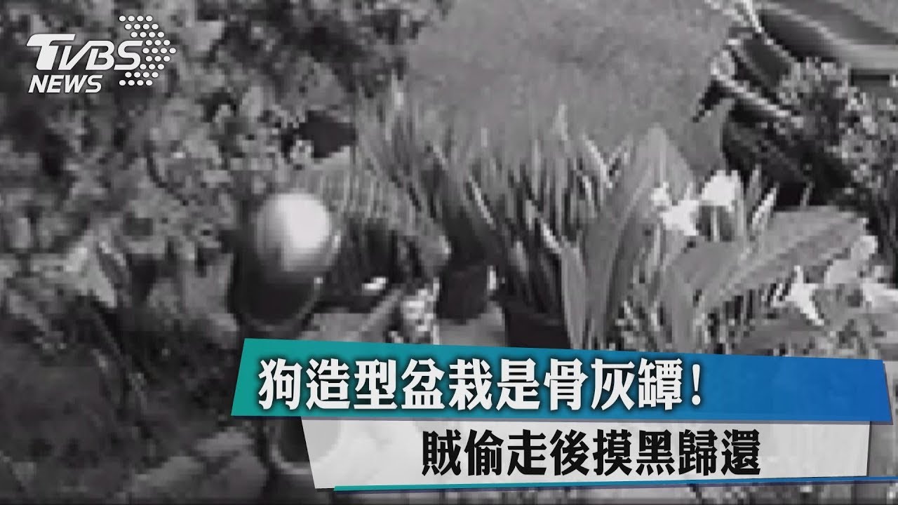 狗造型盆栽是骨灰罈！　賊偷走後摸黑奉還