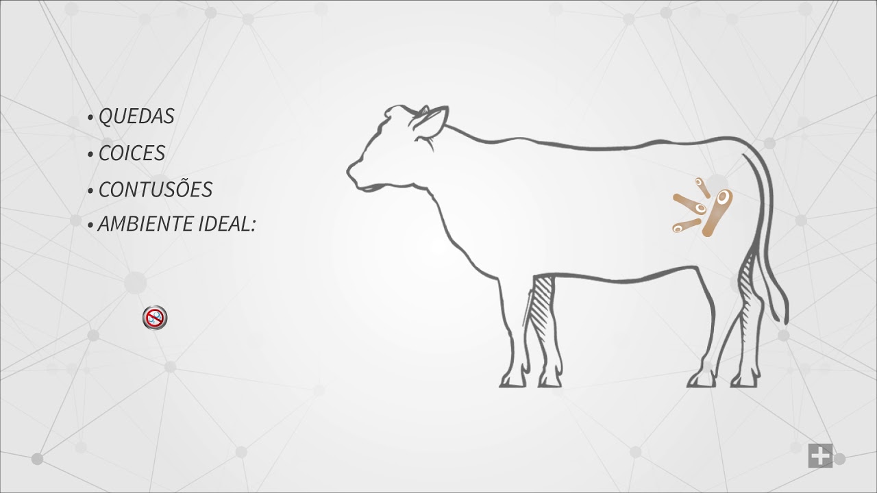 Carbúnculo Sintomático (manqueira): como prevenir essa clostridiose?