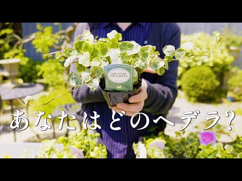 園芸 ウィンターヘーゼル、ニセヘーゼル、長耳のハシバミ