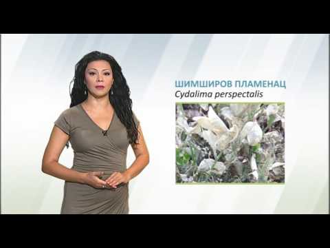 Zelena prognoza 19.8.2016 - O šimširovom plamencu