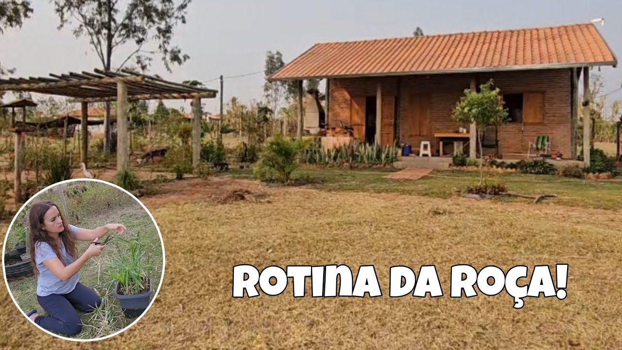 Meu ipê amarelo deu 🌼 | limpeza na chácara,  fazendo mudas, rotina na roça!