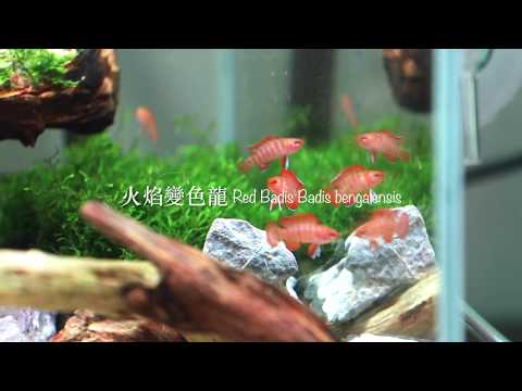 download lagu mp3 mp4 Badis Badis Bengalensis, download lagu Badis Badis Bengalensis gratis, unduh video klip Badis Badis Bengalensis