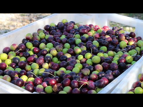 Uljara maslina, svi koraci u preradi