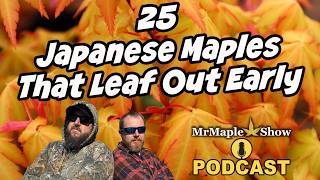Download lagu 25 Japanese Maples That Leaf Out Early (Spring Color Starts Here!) mp3