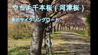 八千代千本桜サイクリング
