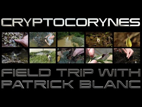 FIELD TRIP WITH PATRICK BLANC - CRYPTOCORYNES
