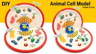 animal cell model 3d making using waste materials | science project