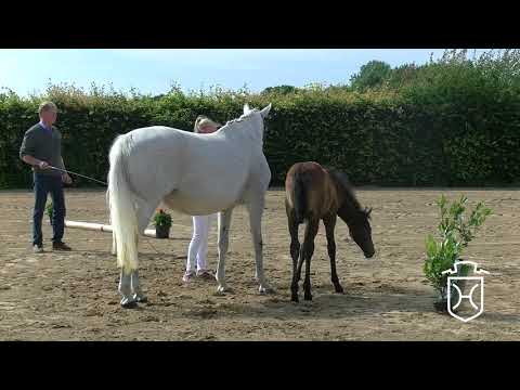 PI065 Hengstfohlen von Humphrey - Nekton - Campione