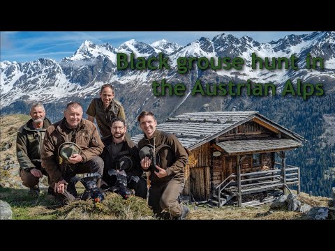 Black Grouse hunt in the Austrian Alps