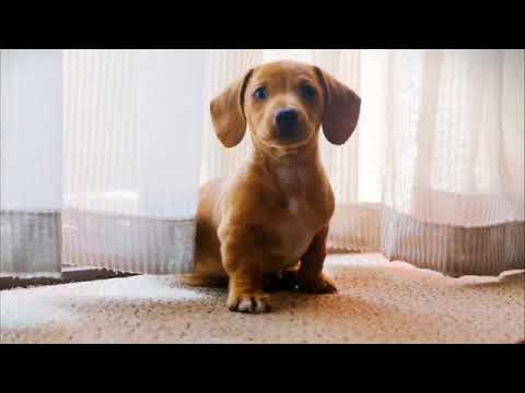 Happy birthday🎂 dear Dua shehzadi 😘