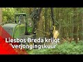 Liesbos bij Breda krijgt 'verjoningskuur' om ruimte te geven aan nieuwe natuur