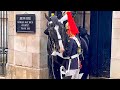 Unbelievable: Wait Until You See How This Horse Reacts To His Favorite Guard!