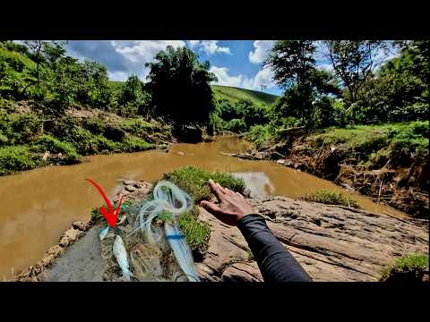 The dam burst and the fish ended up in this river...