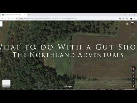 How to Recover Gut Shot Deer