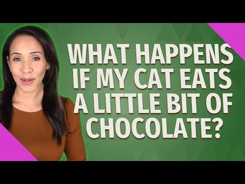What happens if my cat eats a little bit of chocolate?