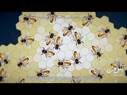 ᴴᴰ Die Biene beweist die Existenz ALLAHs ﷲ ‎ﷻ