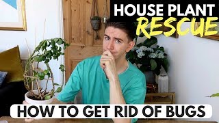 HOW TO GET RID OF BUGS & APHIDS ON HOUSE PLANTS | HOUSE PLANT RESCUE