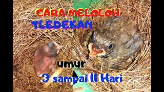 Download lagu Ternak Tledekan 'MELOLOH ANAK TLEDEKAN serta perkembangannya mp3