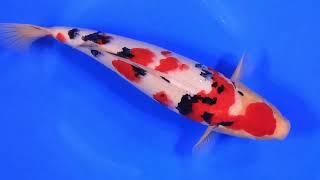 video van Sanke SA-V24-0560