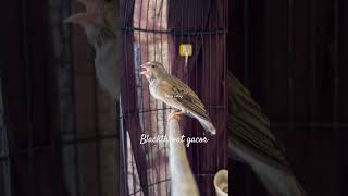 Download lagu BLACKTHROAT GACOR TANPA TERRR (cocok untuk masteran kenari) #birds #masteranjernih #kicaumania mp3