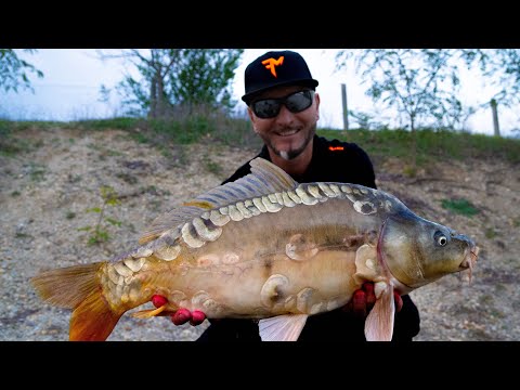 FEEDERMANIA-Villantó tavi method horgászat. 120 kg+ Ponty fél nap alatt.