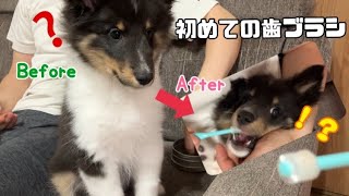 初めて歯ブラシ使ったら鬼の形相になったシェルティ