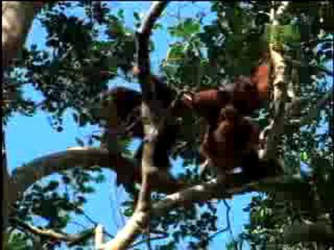 Fooled by Nature - Orangutan Navigators