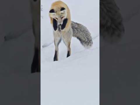 Fox Dives Head-First into Snow for Voles!