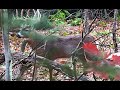 THE BIGGEST BUCK I VE EVER SEEN RUT HUNT November 2nd 2024 Pennsylvania Whitetail Deer Bow Hunting