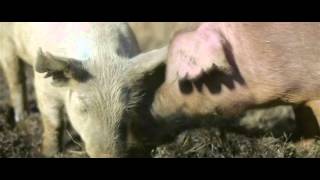 Wild Beasts - Sweet Spot