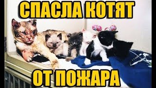 7 КОТОВ КОТОРЫЕ СПАСЛИ КОТОВ