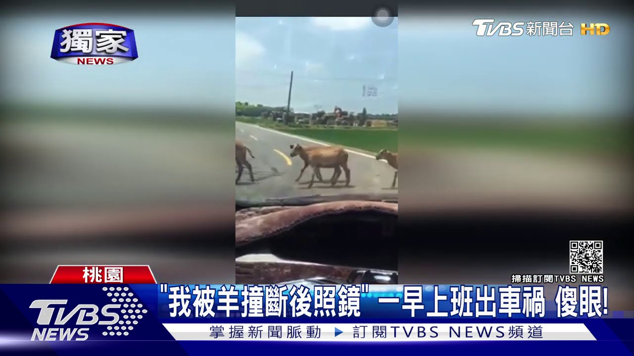 「我被羊撞斷後照鏡」一早上班出車禍 傻眼!